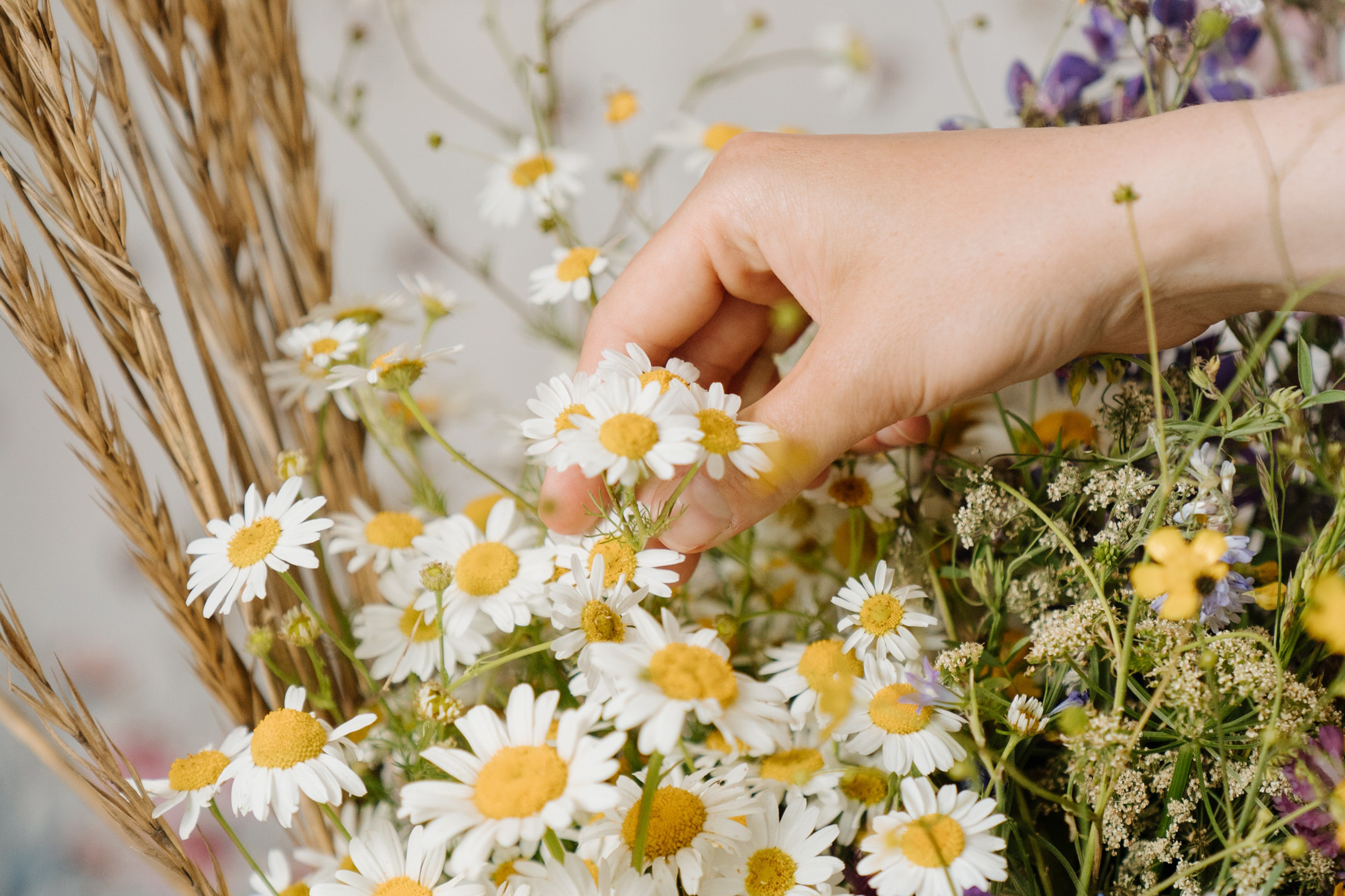 naturopathie camomille